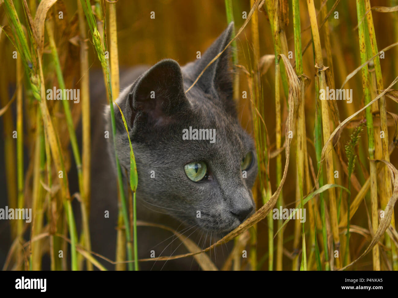 Closeup portrait of face of beautiful young angry looking cat hiding among fresh yellow and