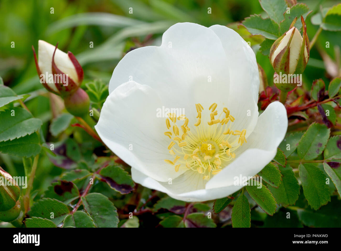 Burnet Rose (rosa pimpinellifolia), close up a single flower with buds and leaves Stock Photo - Alamy