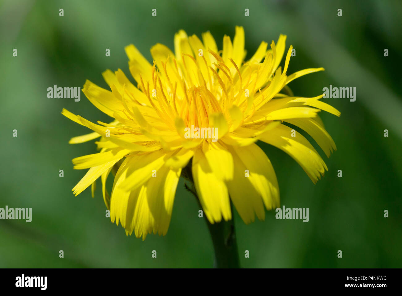 Common Hawkweed (hieracium vulgatum or hieraceum vulgatum), close up of a single flower head showing detail and structure. Stock Photo