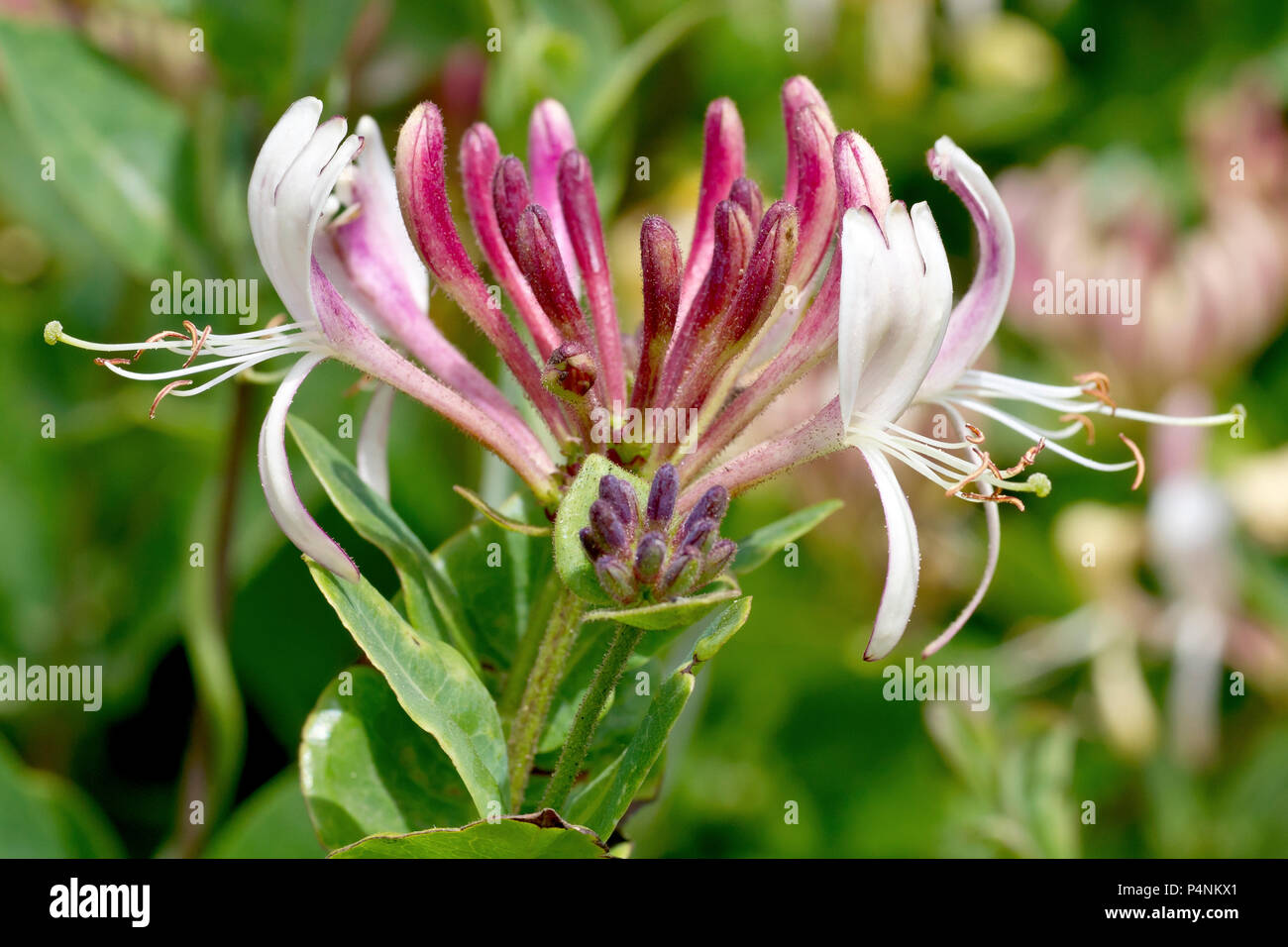 Honeysuckle (lonicera periclymenum), also known as Woodbine, close up