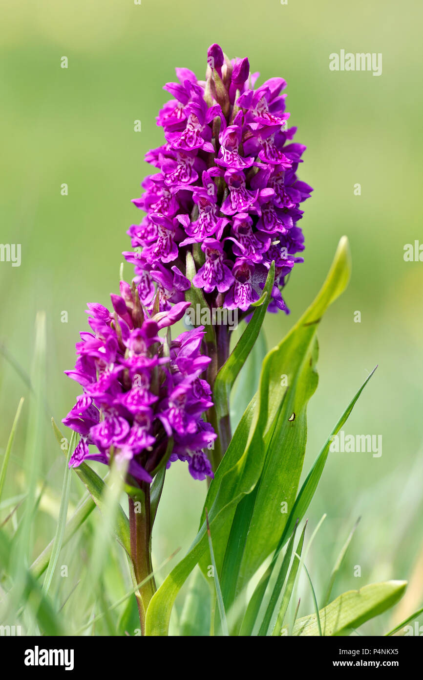 Northern Marsh Orchids (dactylorchis purpurella), close up of two flowers against a plain green background. Stock Photo