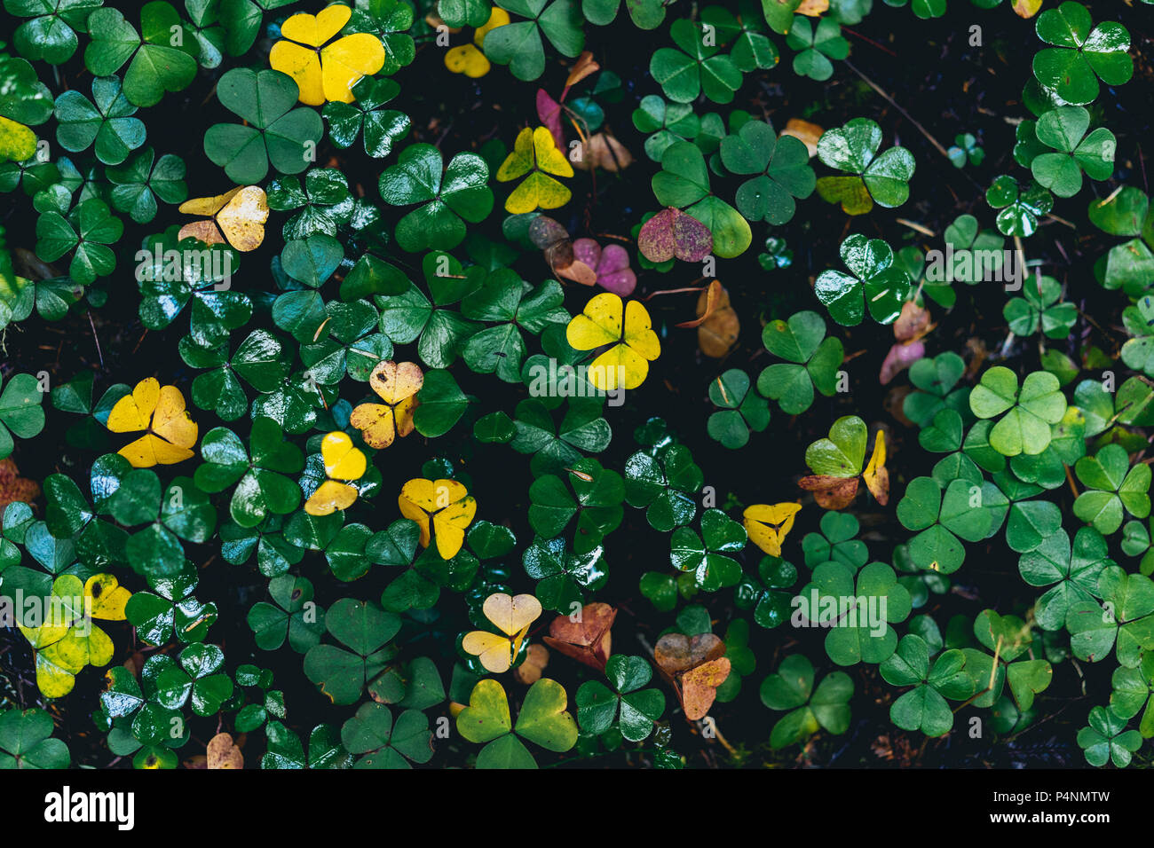 Green yellow and purple clovers in the forest. None of these are four (4) leaf clovers Stock Photo