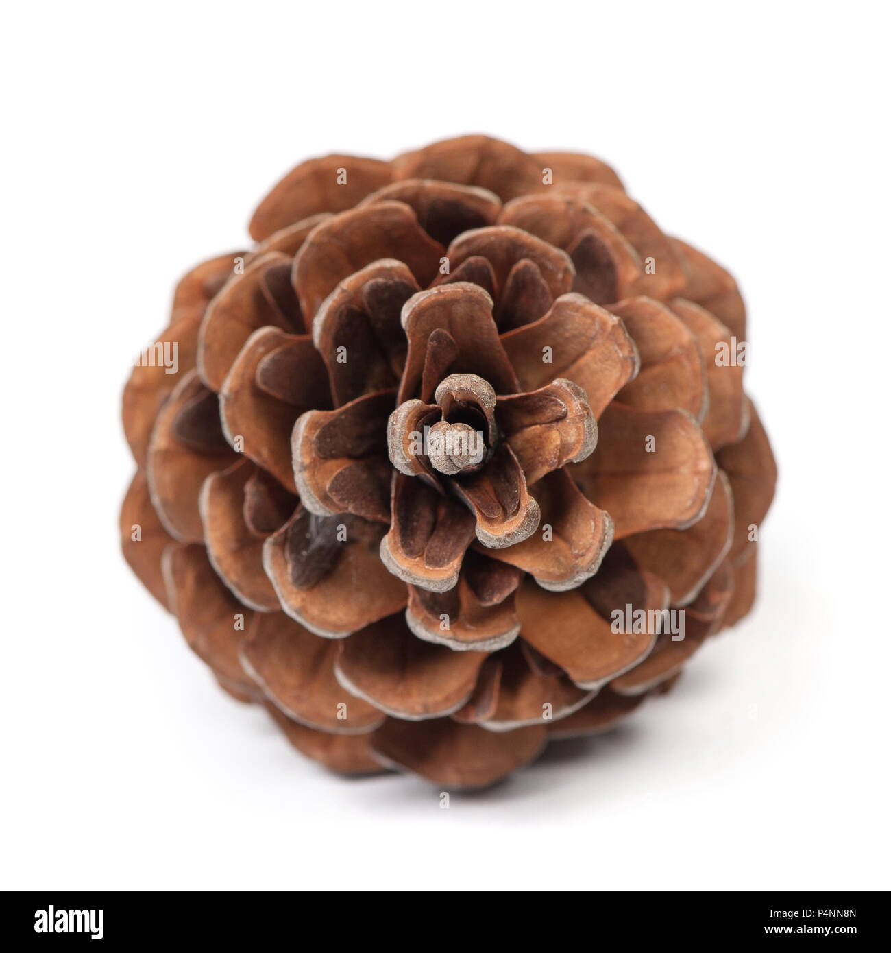 Beautiful pine cone close hi-res stock photography and images - Alamy