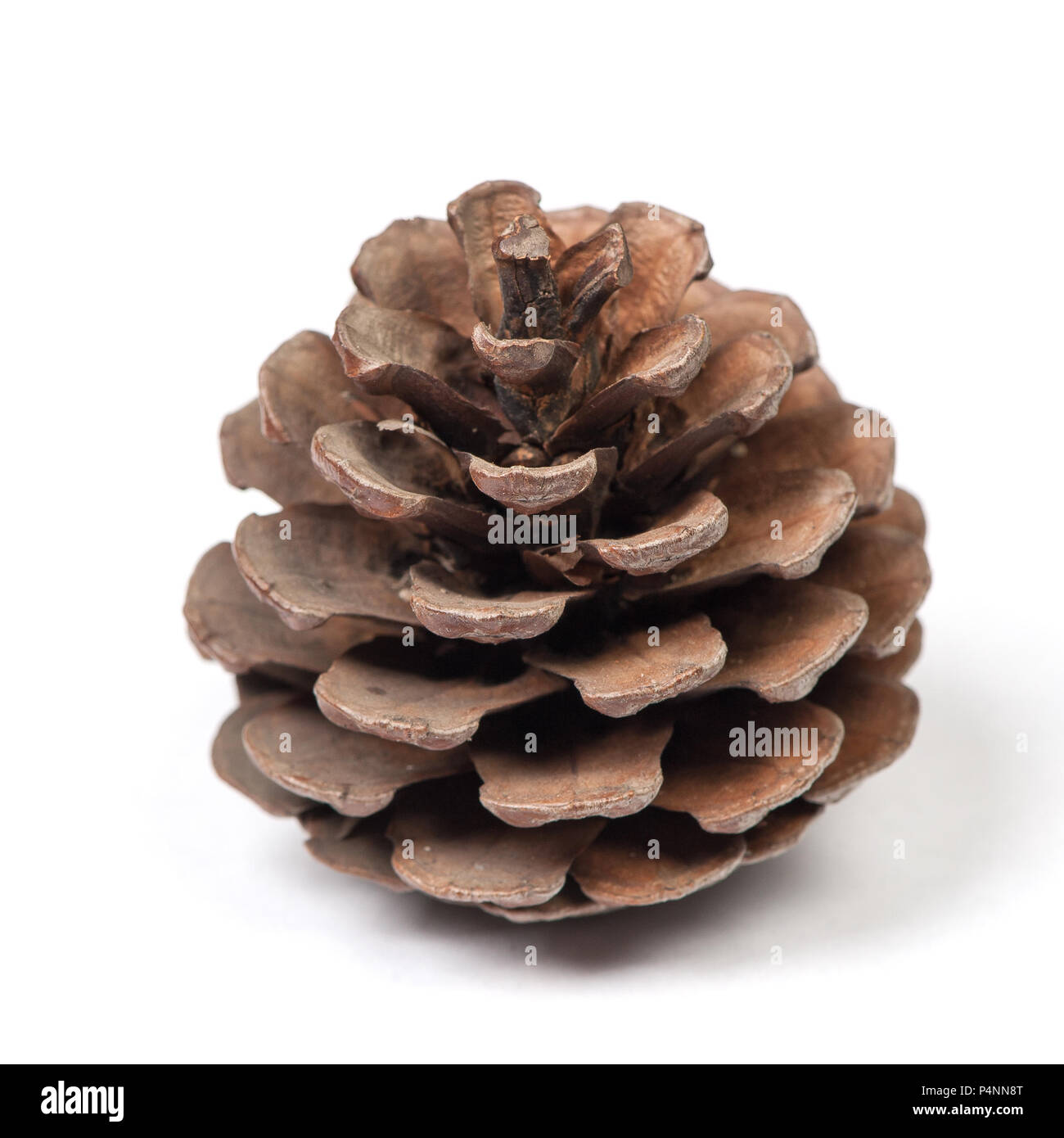 Beautiful pine cone isolated on white background close up Stock Photo ...