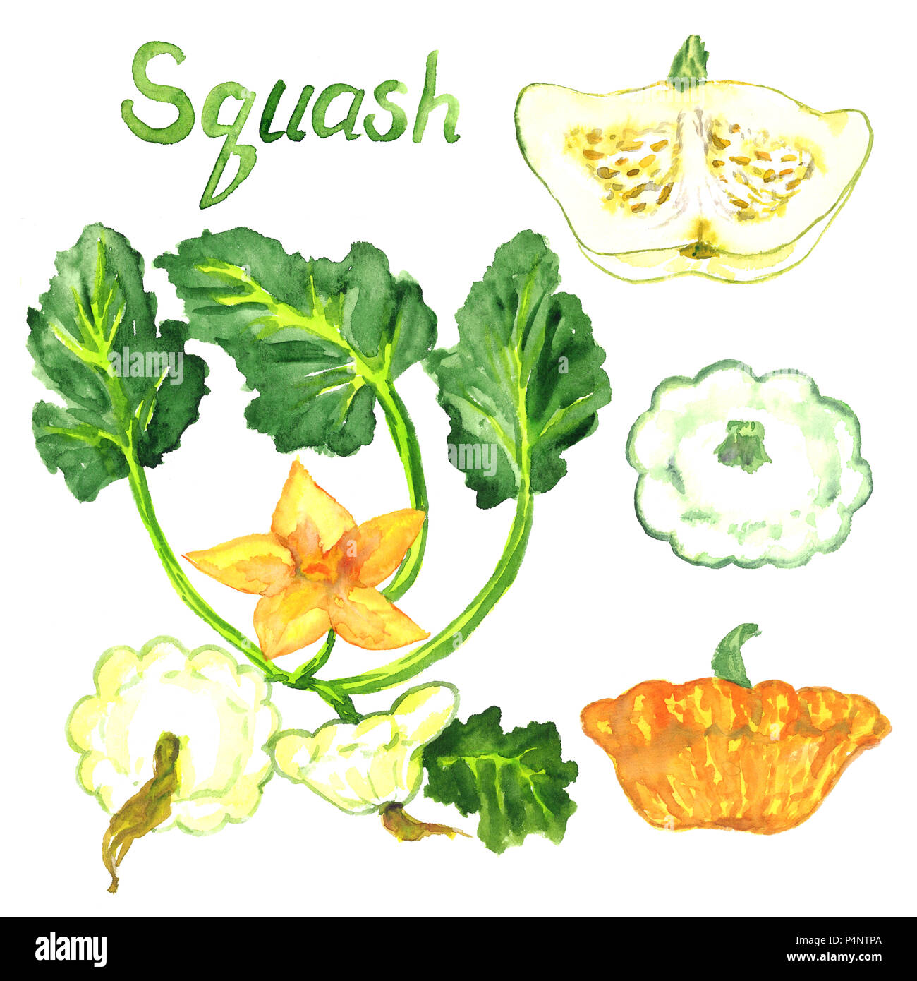 Courgette plant drawing hires stock photography and images Alamy