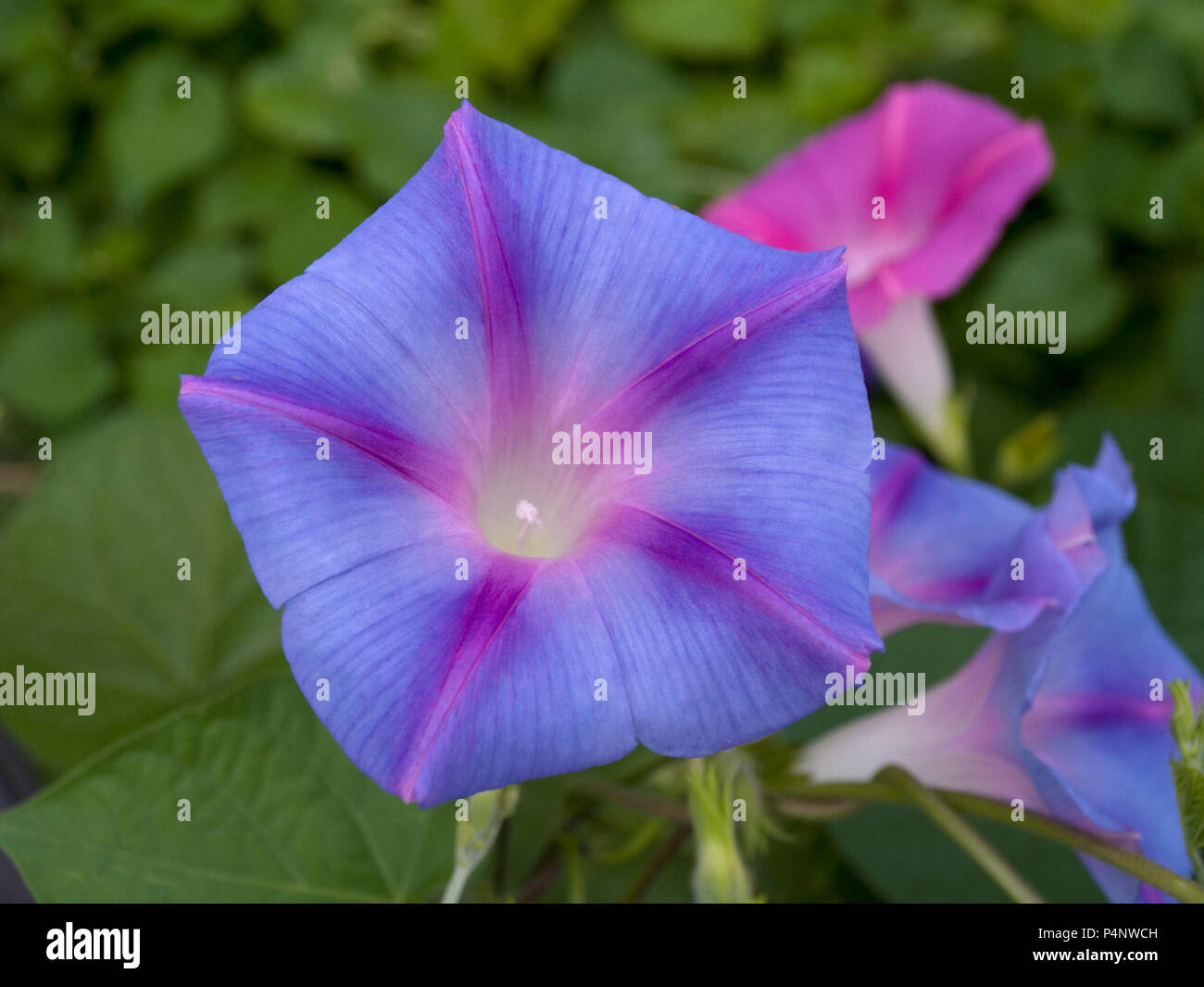 Morning Glory - Rose Bouquet main image 1