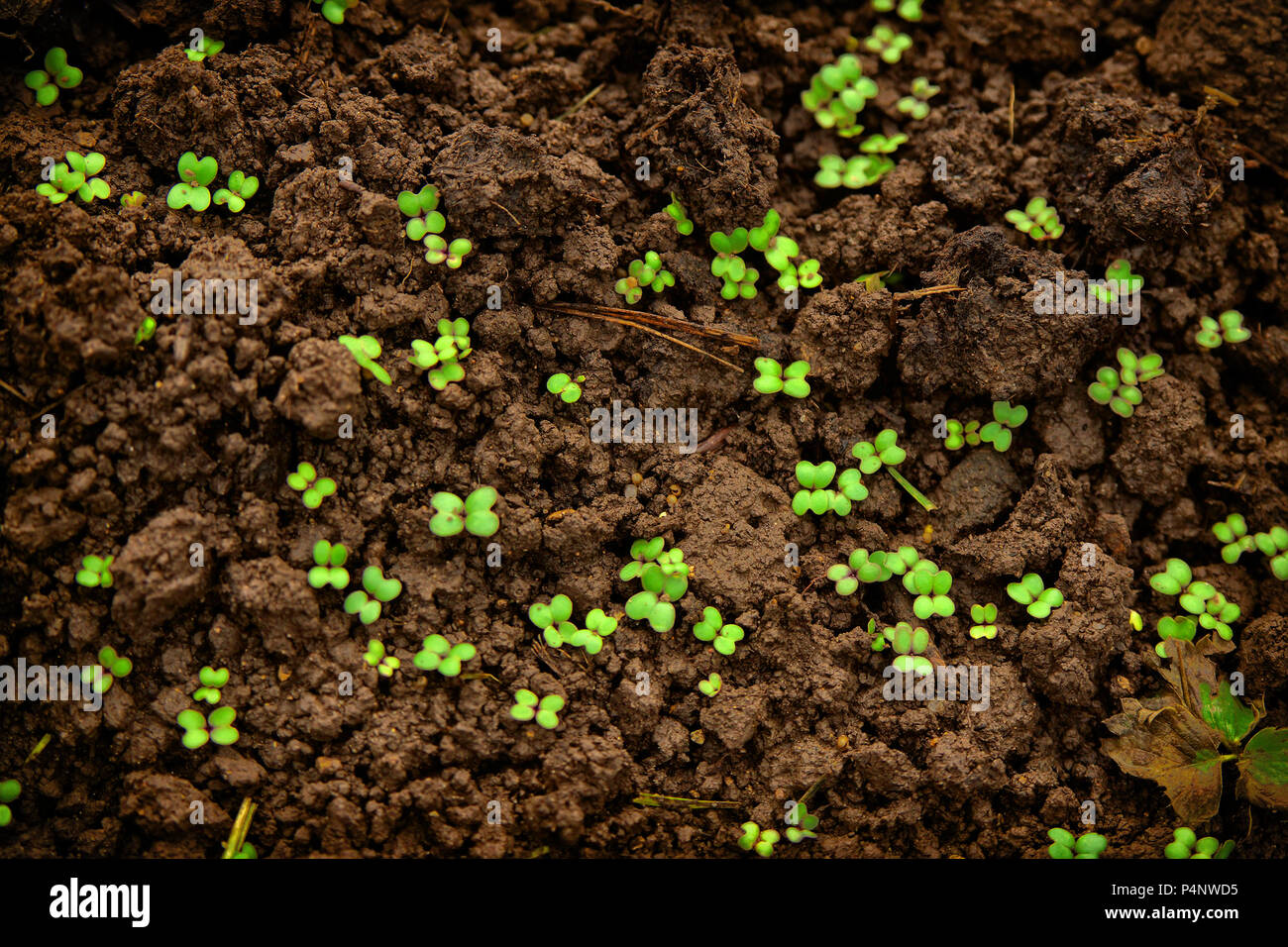 First young sprouts of greens, the growing lettuce leaves on the earth