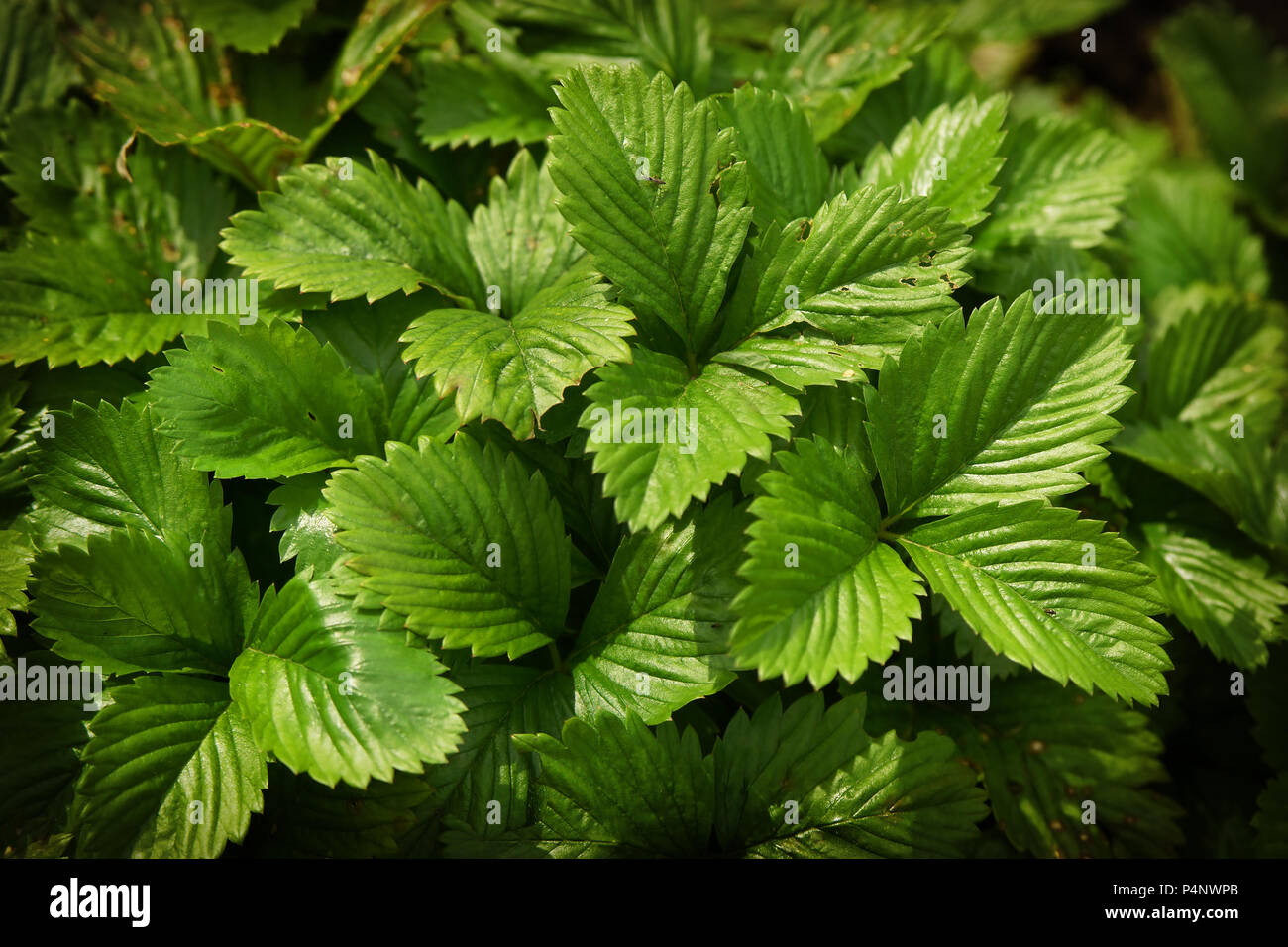 Strawberry Leaves macro photo green texture background Stock Photo - Alamy