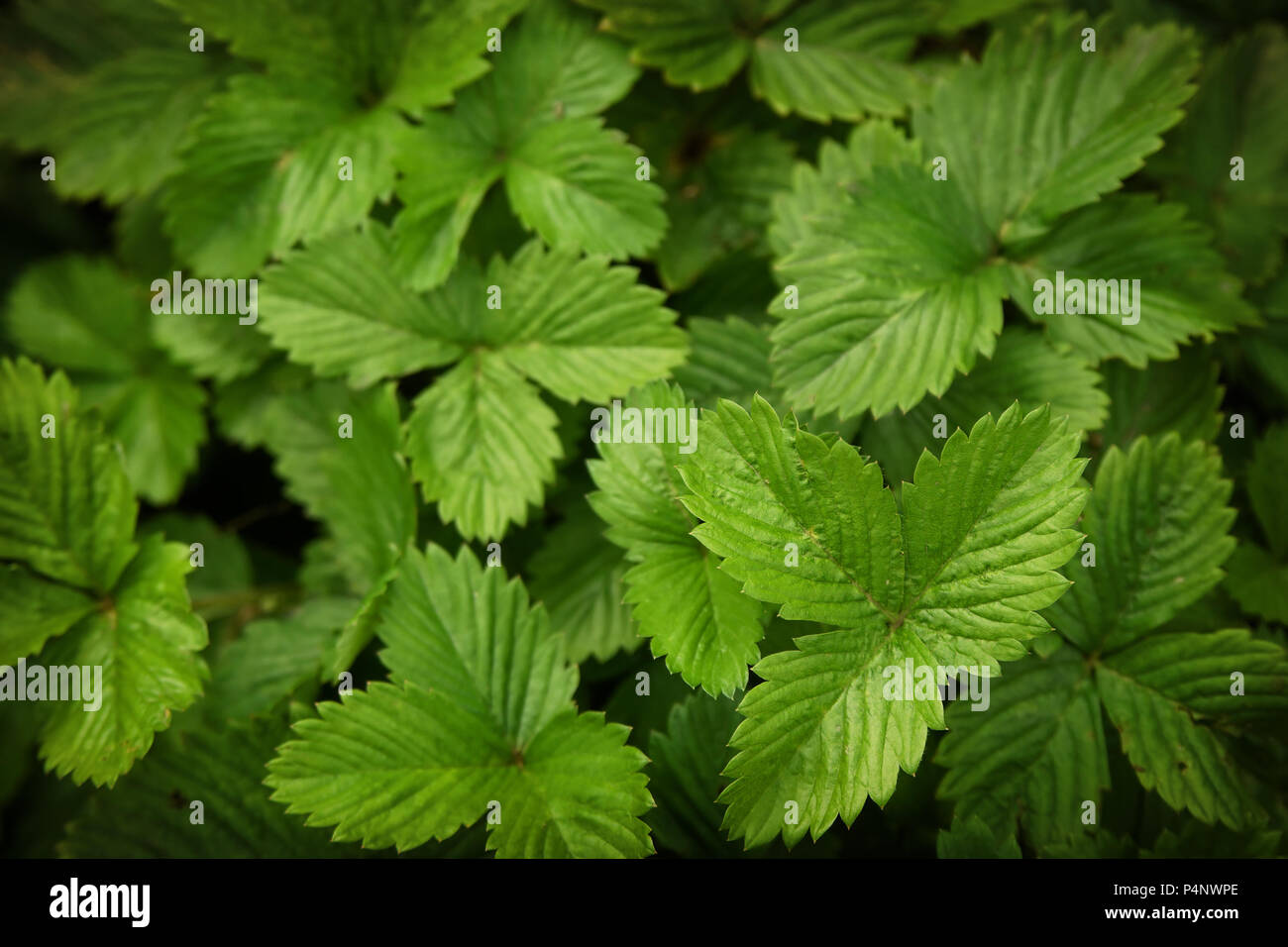 Strawberry Leaves macro photo green texture background Stock Photo - Alamy