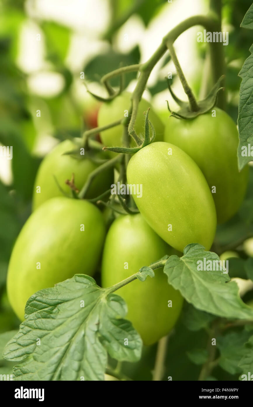 Ripe organic tomatoes in garden ready to harvest Stock Photo - Alamy