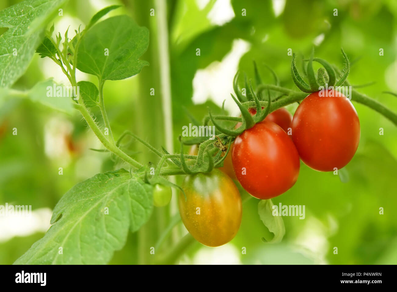 Ripe organic tomatoes in garden ready to harvest Stock Photo - Alamy