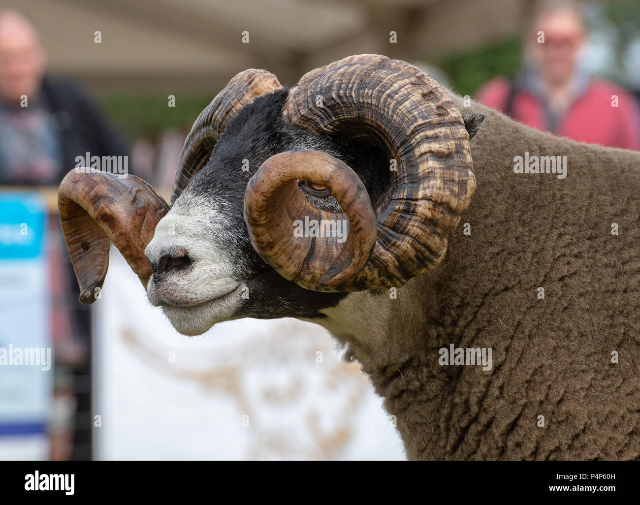 The champion Blackface sheep at the Royal Highland Show, a tup exhibited by John Wight and Son. The Blackface is the most numerous pure breed of sheep in Britain. Credit: John Eveson/Alamy Live News Stock Photo