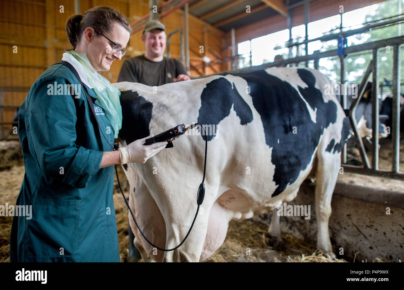 Veterinarians cow hires stock photography and images Alamy