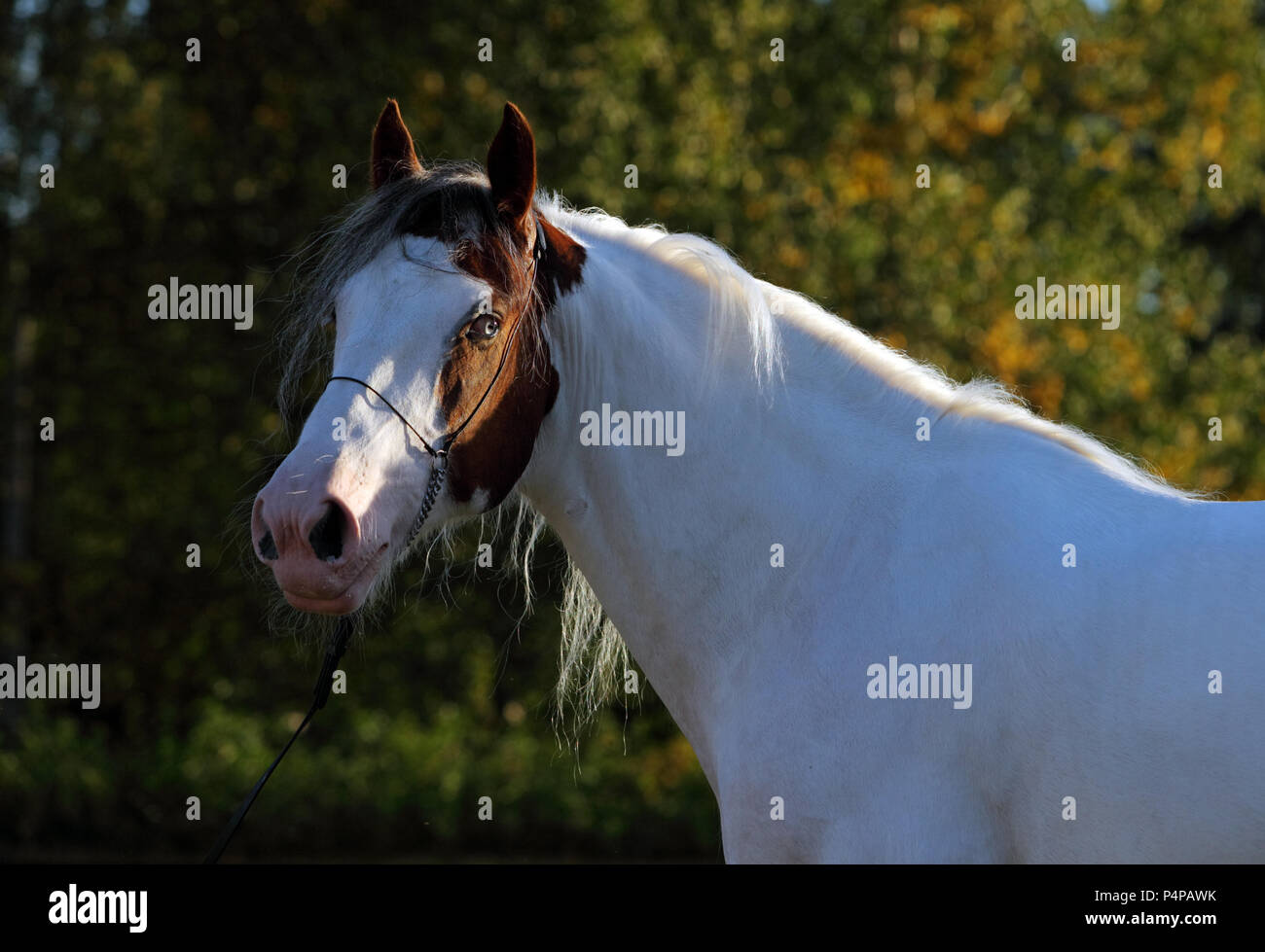 Painted drum horse standing in a field of grass during the summer evening Stock Photo
