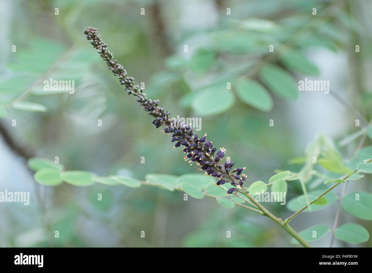 Amorpha fruticosa Stock Photo