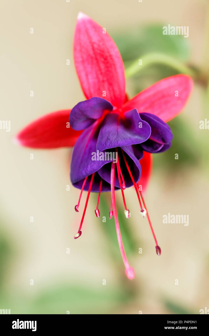 Purple Fuchsia single flower close up. Stock Photo