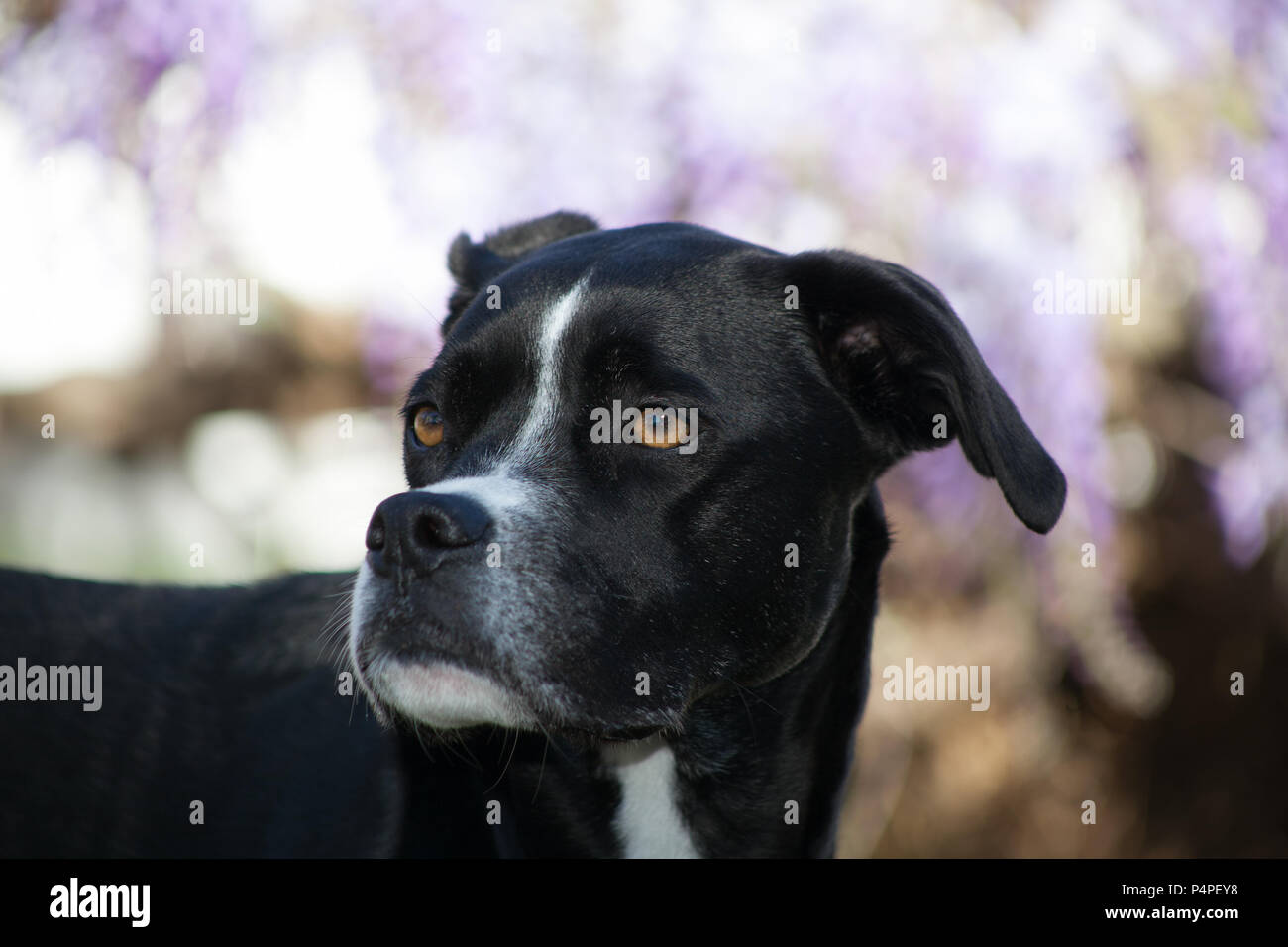 Partial body shot of a large breed black dog is looking to her right.  She is a boxer greyhound mixed breed dog.  She is standing outdoors. Stock Photo