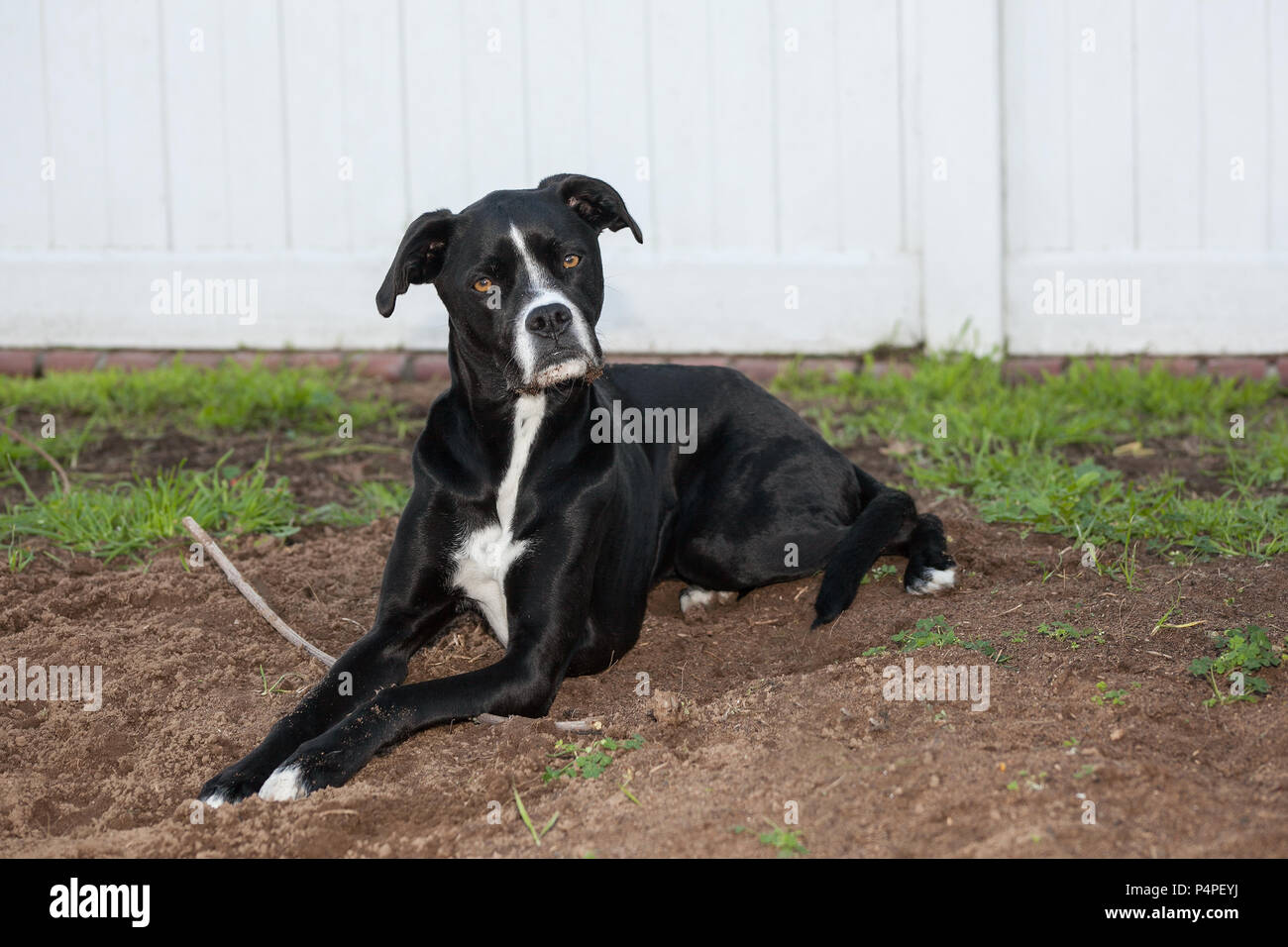 Boxer greyhound mixed breed black dog sits with a stick in the yard,  She is sitting on dirt with grass and weeds around her. She is fenced in. Stock Photo