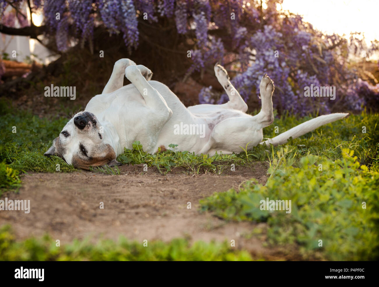 Elderly pit bull dog lays on back with feet in the air. She looks very relaxed and carefree. She appears to be meditating or wanting a bellly rub. Stock Photo