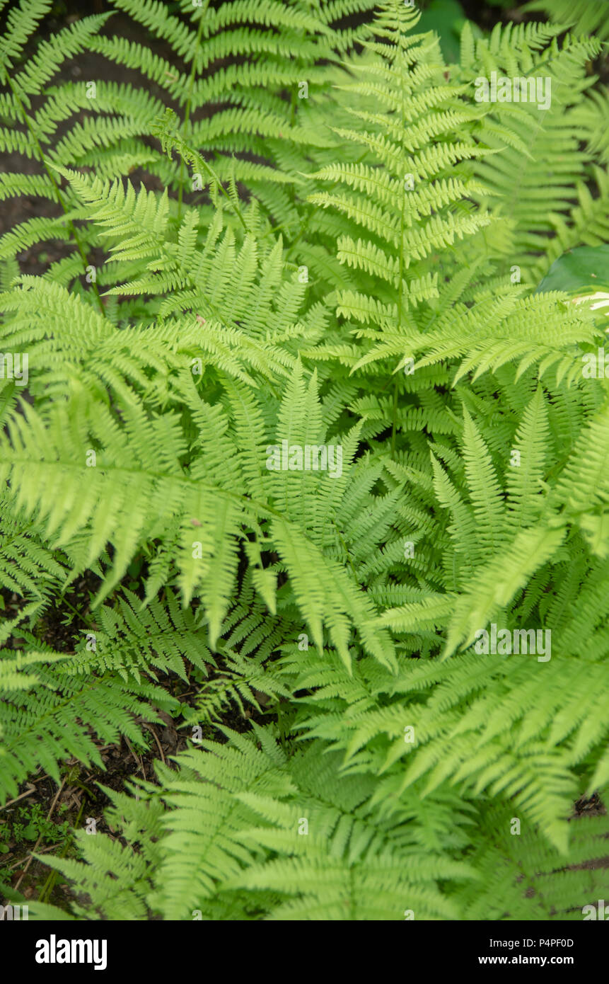 Athyrium filix-femina, the lady fern or common lady-fern, is a large, feathery species of fern native throughout most of the temperate Northern Hemisp Stock Photo