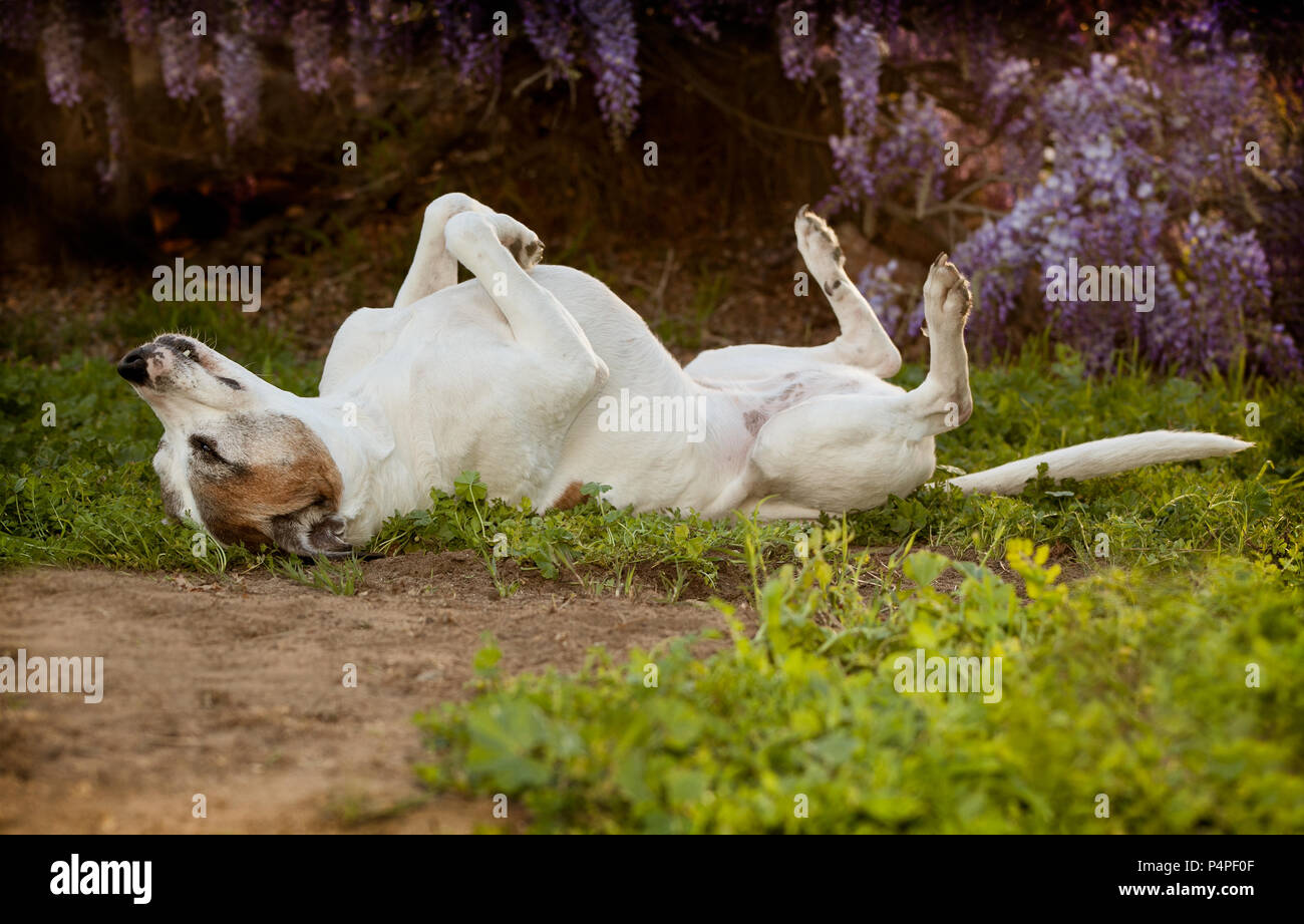 Elderly pitbull dog lays on back with feet and nose in the air. She is laying on a combination of dirt, weeds and grass. she looks very carefree Stock Photo