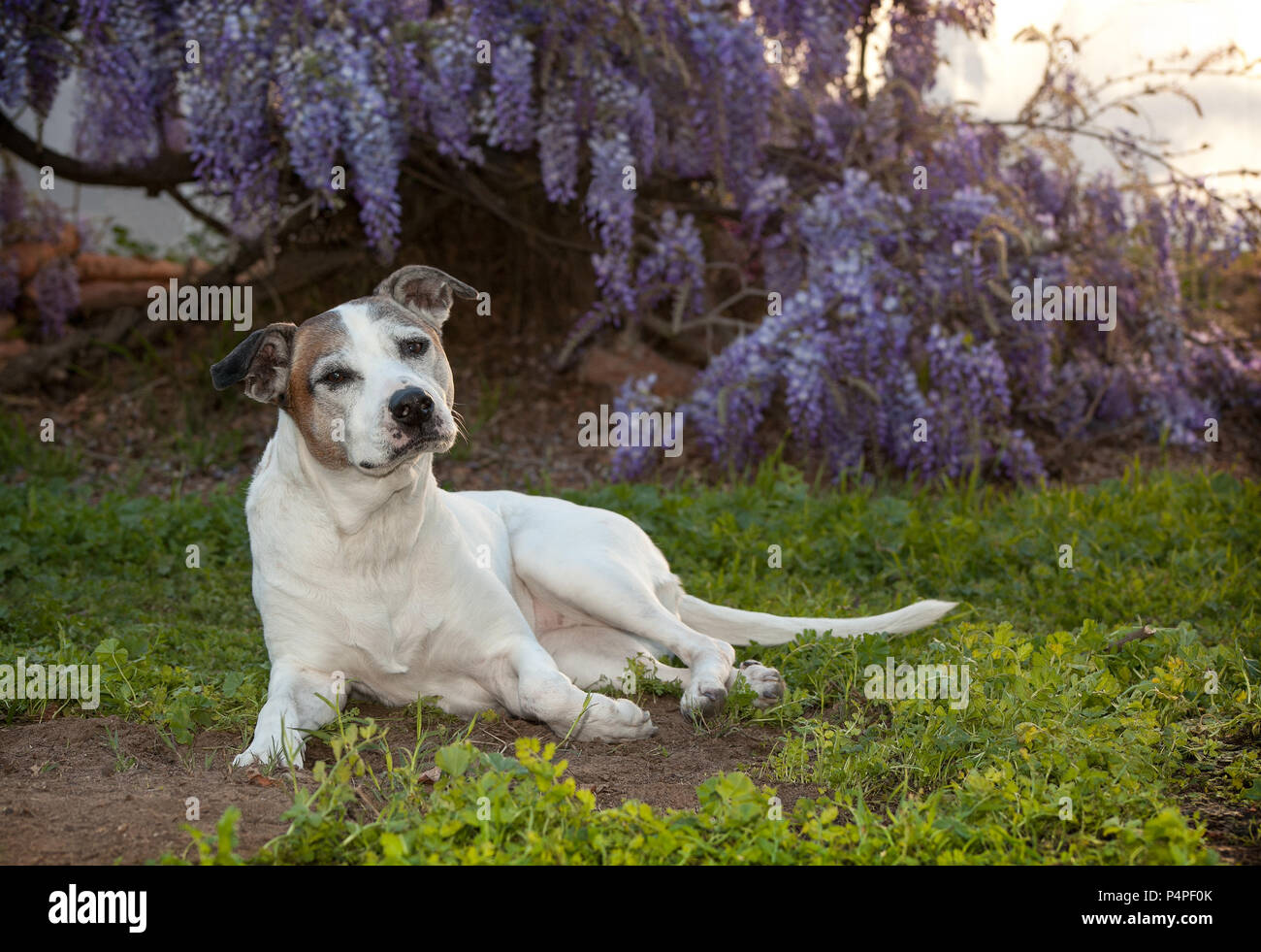 senior white pitbull dog otherwise known as an American Staffordshire Terrier lays on the ground.  She is posing in a very regal way.  There are beaut Stock Photo