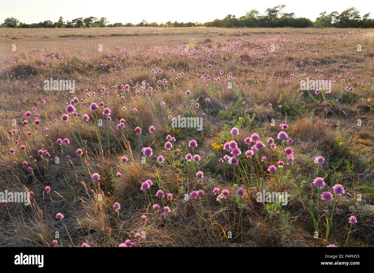 Thrift (Armeria maritima) on coastal grassland near Byrum, Sweden Stock Photo