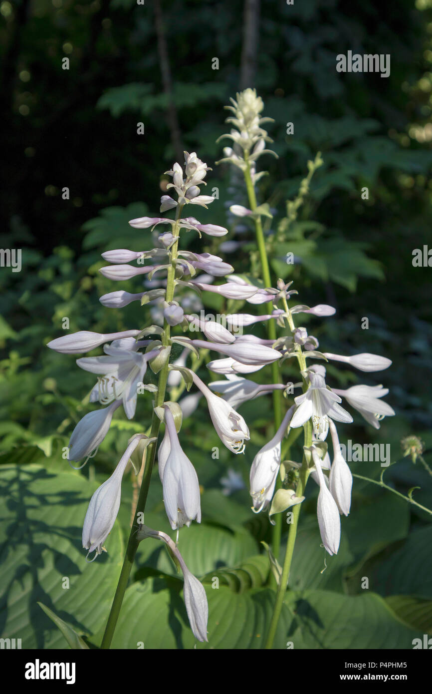 Hosta. Hosta plantaginea. Hemerocallis japonica. White Lily in the garden. Very expressive smell. Flowerbed. Summer days. Stock Photo