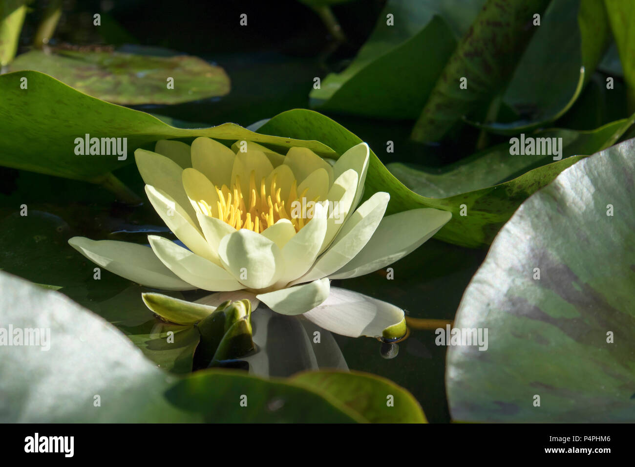 the nymphaea marliacea chromatella in the backlight at sunset in the botanical garden Stock Photo