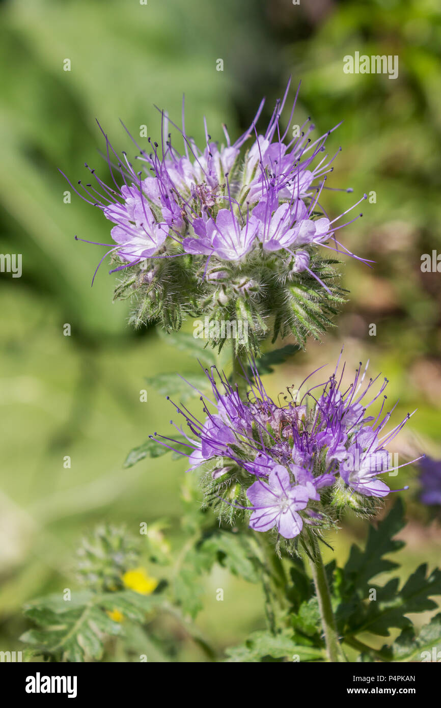 Phacelia is a good melliferous and green enrichment and blooms in summer Stock Photo