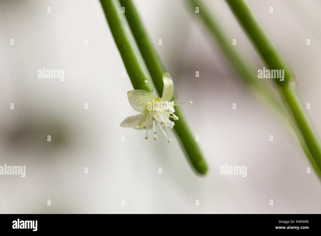 Close up of a Rhipsalis flower Stock Photo