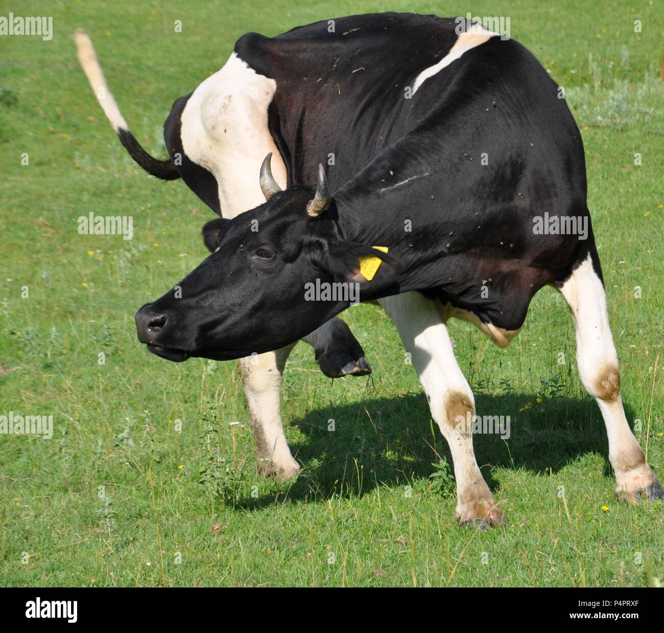 Holstein bull hires stock photography and images Alamy