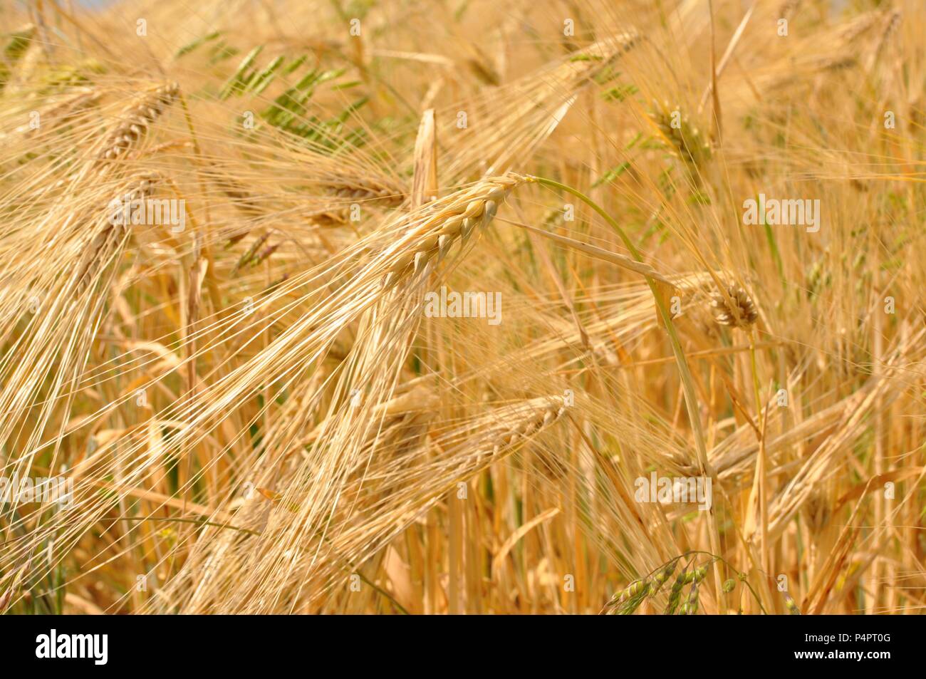 Closeup of golden wheat ear with stem in a field, viewed from above Stock Photo