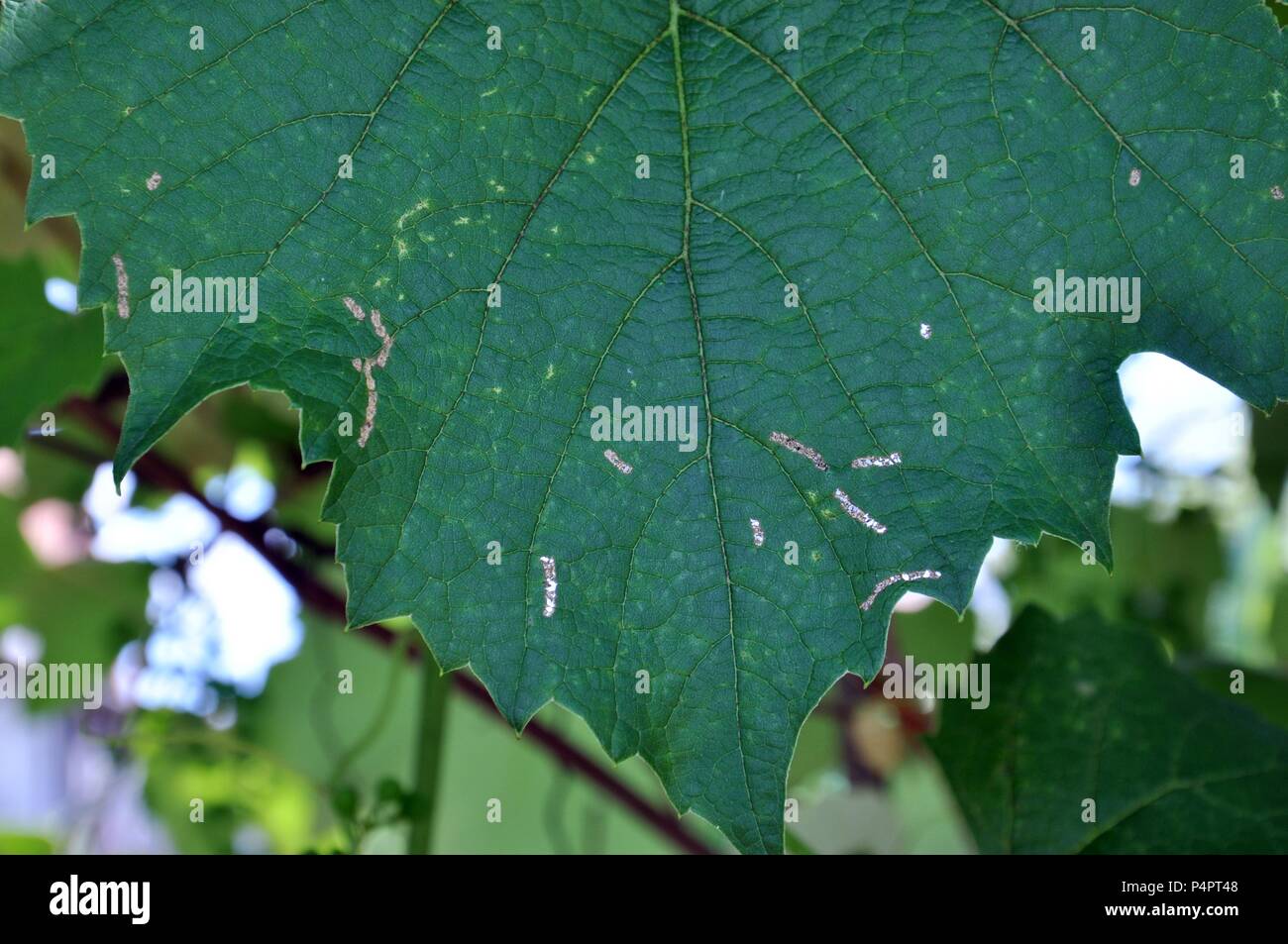 Green vine leaves eaten by pests, close up Stock Photo