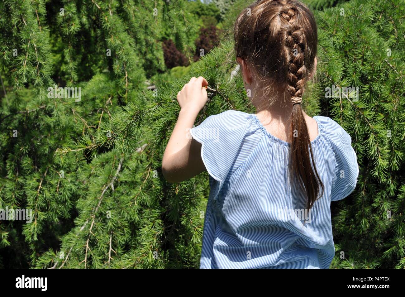 Beautiful white blonde girl, 7-9, tangled hair, 8 years old, touching pine branches in park, back portrait, close up, selective focus, copy space Stock Photo