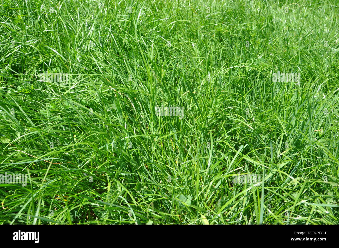 Green grass backdground, top side view Stock Photo