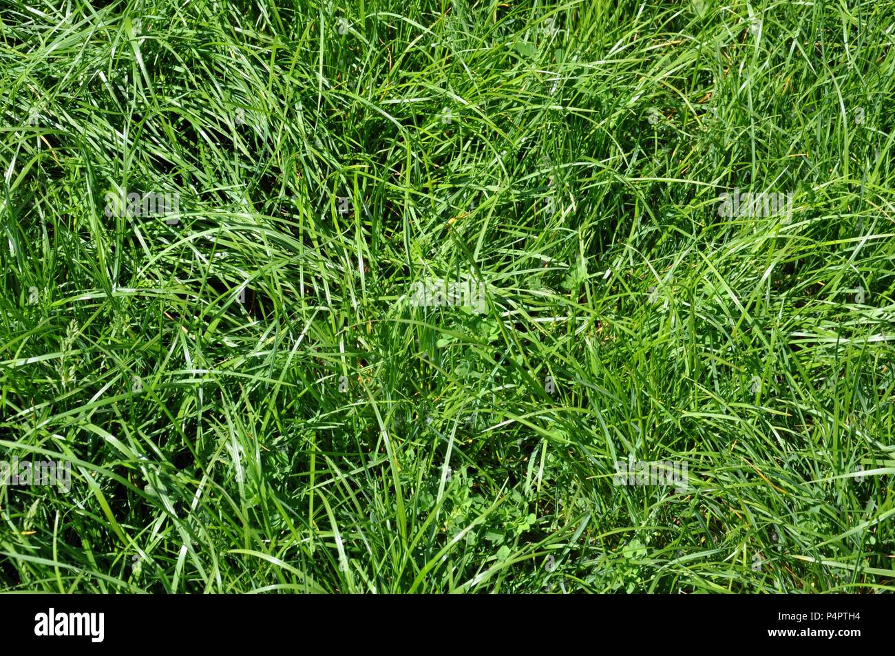Green grass backdground, top view Stock Photo