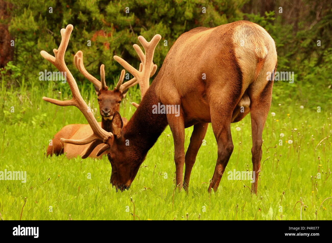 Male elk in Banff National Park Stock Photo Alamy