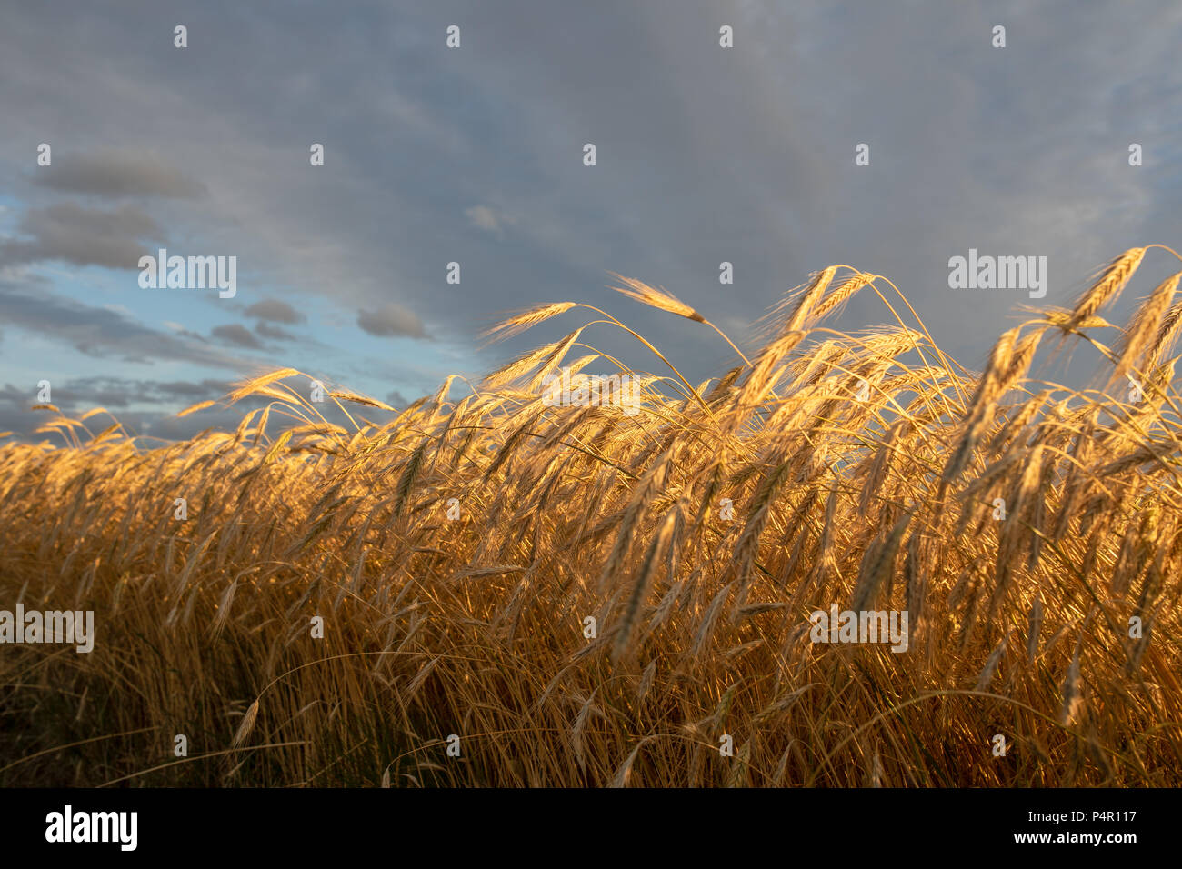Vivid, colorful fields of corn, cereal, dark storm sky in background. Golden hour. Poland Stock Photo