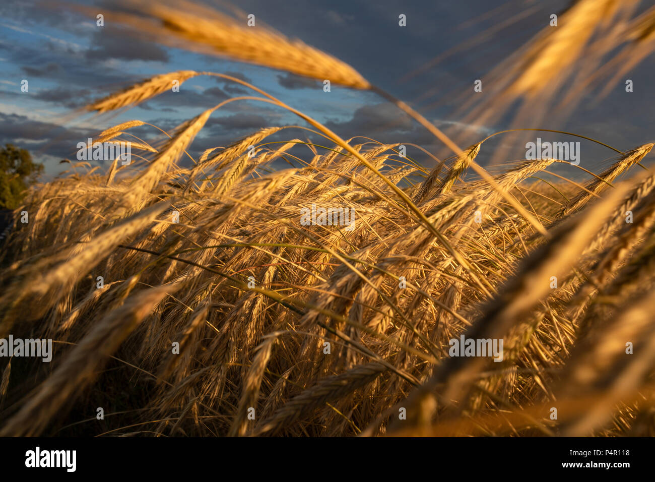 Vivid, colorful fields of corn, cereal, dark storm sky in background. Golden hour. Poland Stock Photo