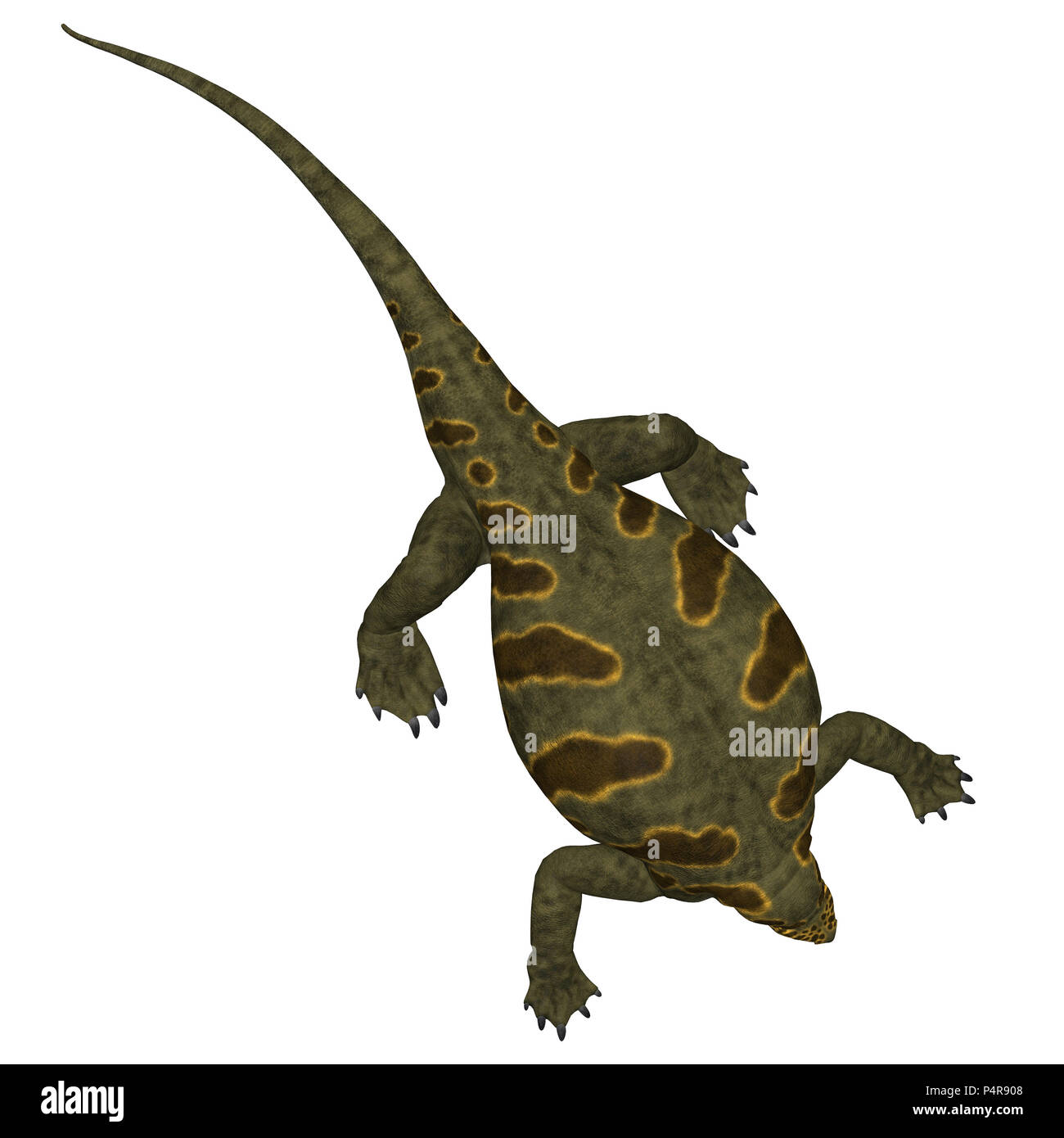Cotylorhynchus was a synapsid herbivorous reptile that lived in North America during the Permian Period. Stock Photo