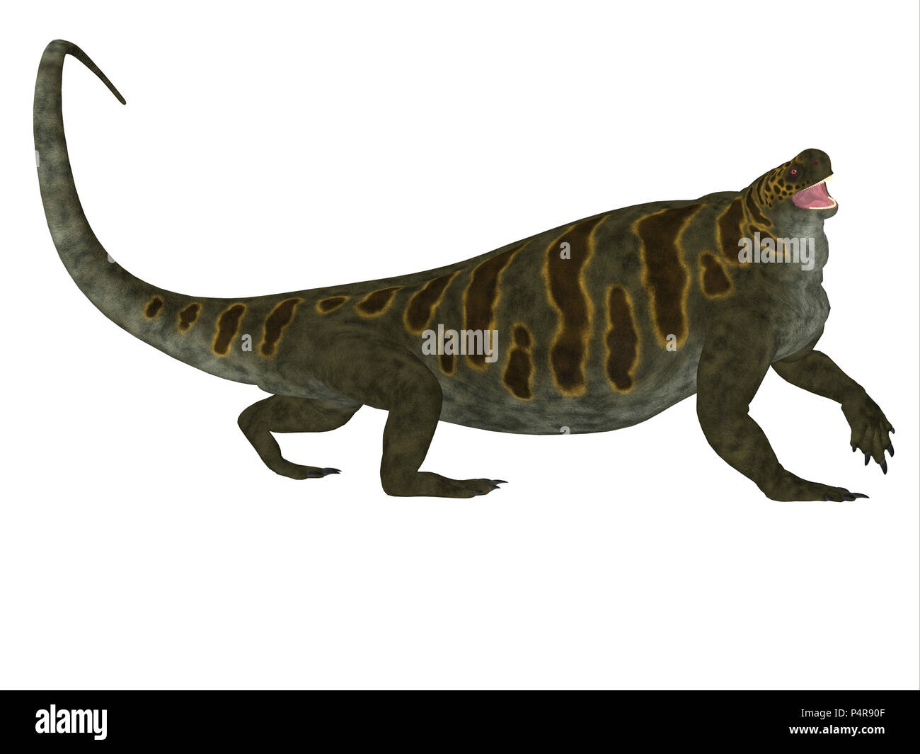 Cotylorhynchus was a synapsid herbivorous reptile that lived in North America during the Permian Period. Stock Photo