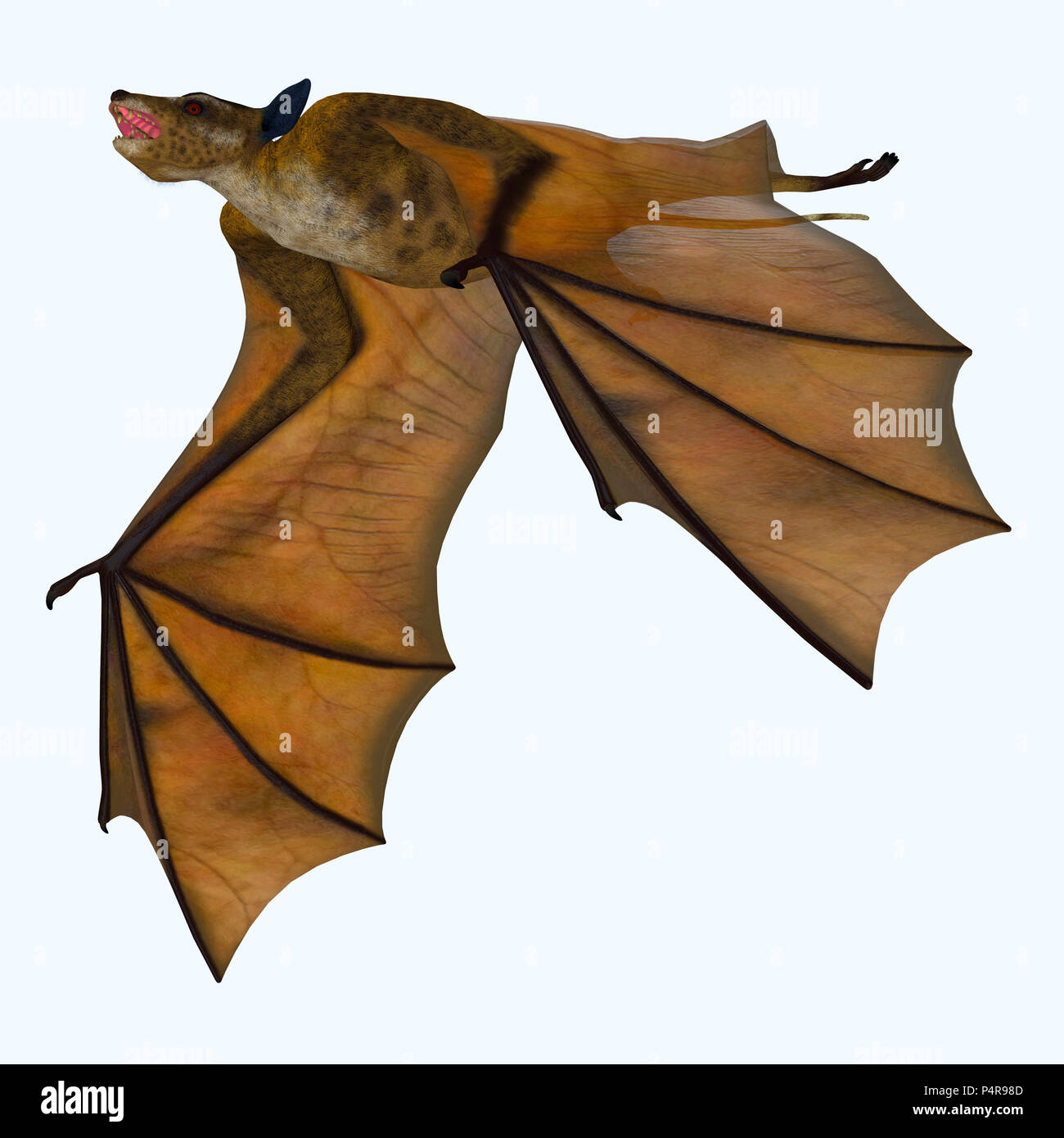 Patagium hires stock photography and images Alamy