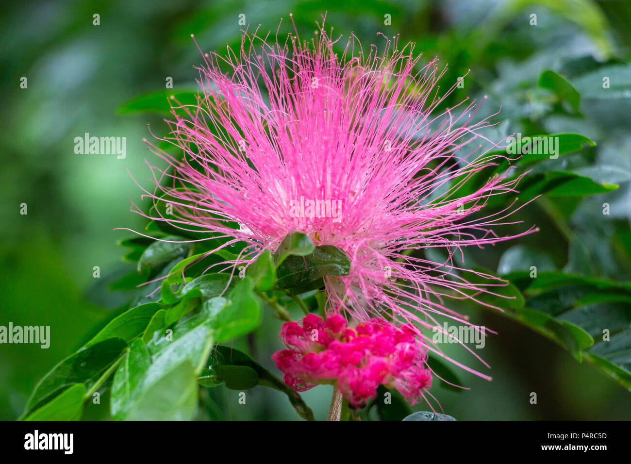 Shaving brush tree (Pseudobombax ellipticum) flower closeup with water droplets, dewdrops - Davie, Florida, USA Stock Photo