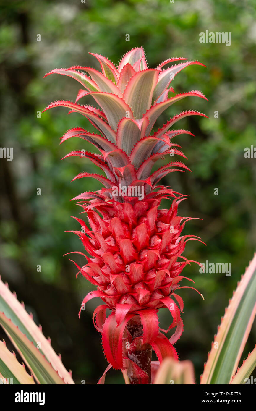 Red pineapple (Ananas bracteatus) - Davie, Florida, USA Stock Photo