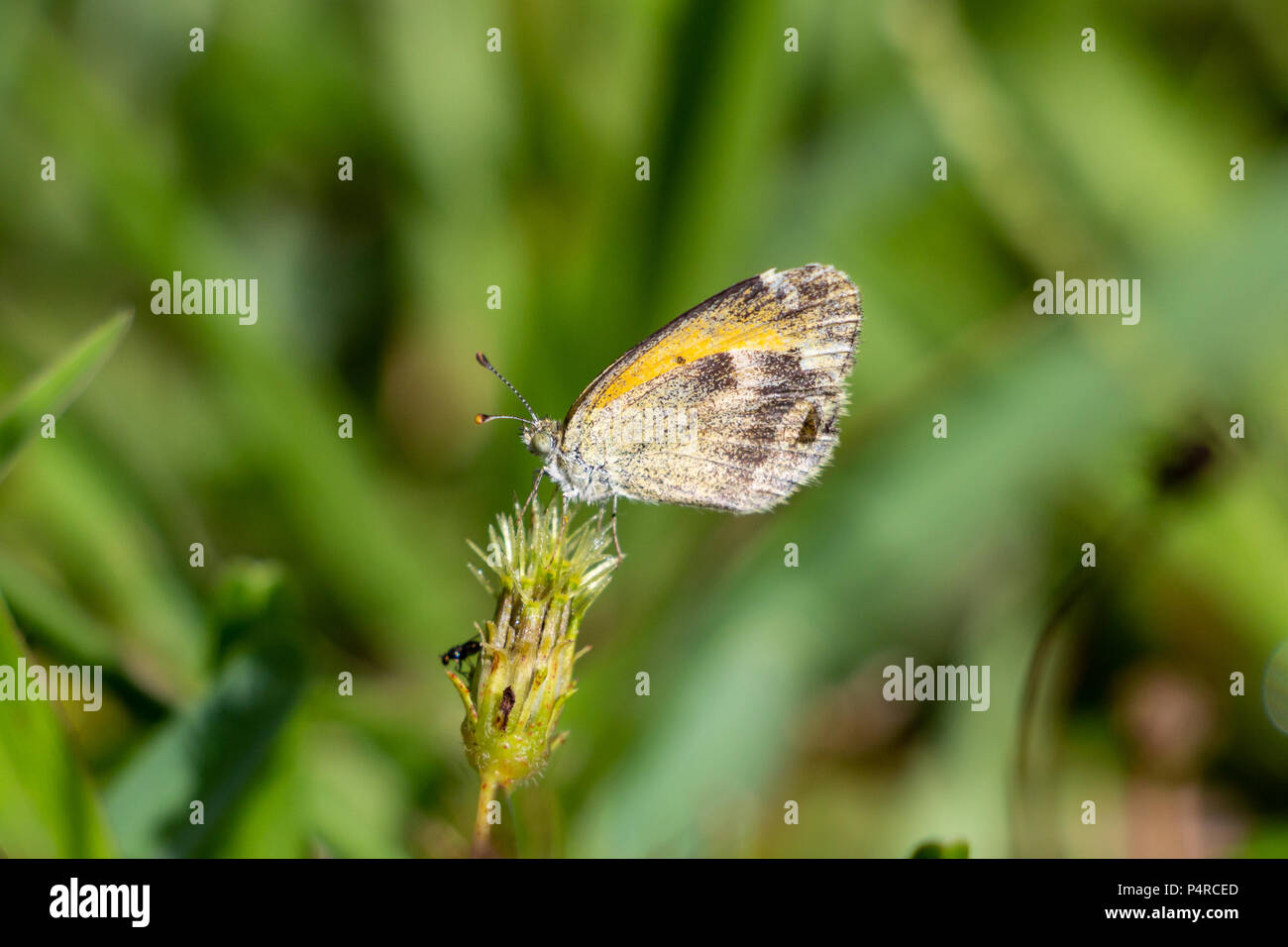 Dainty sulphur (Nathalis iole) butterfly, small, closeup - Pembroke Pines, Florida, USA Stock Photo