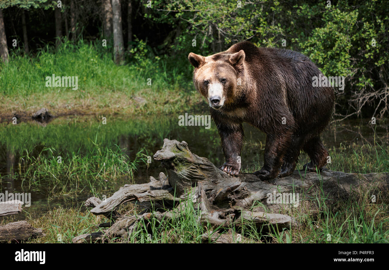 Grizzly on a Log