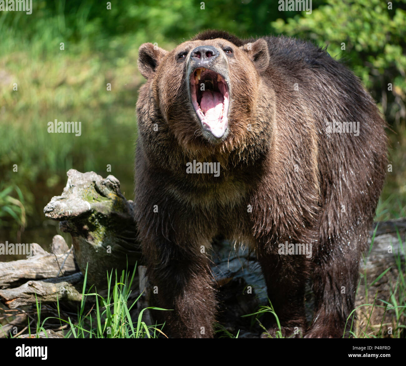 Roaring Grizzly Bear Stock Photo