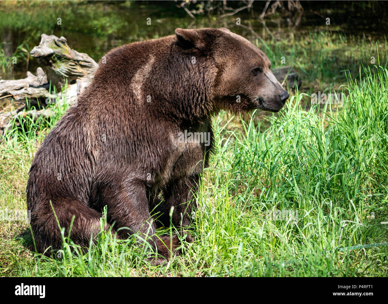 Grizzly Bear Profile Stock Photo