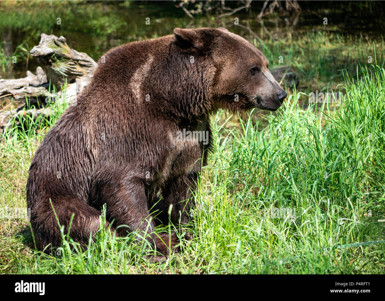 Bear profile hi-res stock photography and images - Alamy